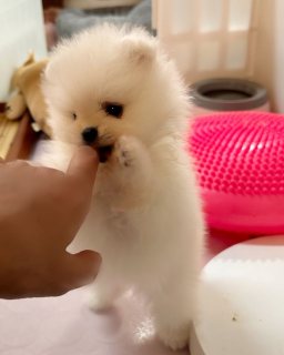 Pom pom for sale 