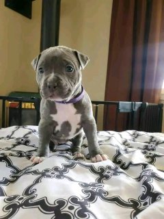 Lovable pitbull puppy for sale