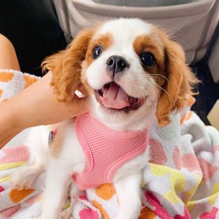 Cavalier King Charles Spaniel puppies for Sale. WHATSAPP: +97152 916 1892