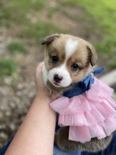 Pembroke Welsh Corgi Puppies for sale. WHATSAPP: +97152 916 1892