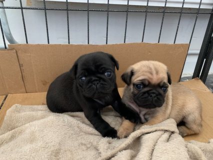 Pug Puppies For Sale. WHATSAPP: +97152 916 1892