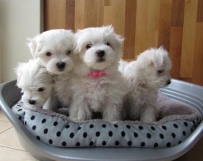 Available Maltese Pups For sale.WHATSAPP: +97152 916 1892