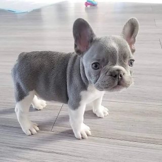 French bulldog ready to go .. WHATSAPP: +97152 916 1892