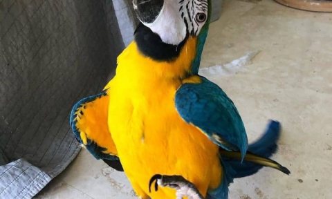 Macaw Parrots ready for sale , WHATSAPP: +97152 916 1892