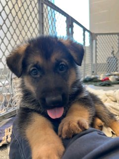 German shepherd boy and girl 