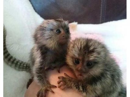  Please Contact us By Whatsapp +447427712081 Marmoset Monkey for sale