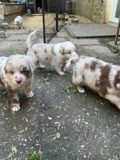 precious Australia shepherd puppies available. WHATSAPP: +97152 916 1892