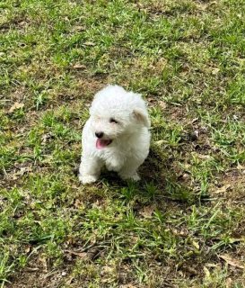 Available Maltese Pups For sale. WHATSAPP: +97152 916 1892