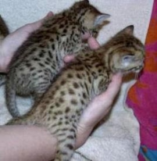  Serval Kittens for sale Please Contact us By Whatsapp +447427712081 