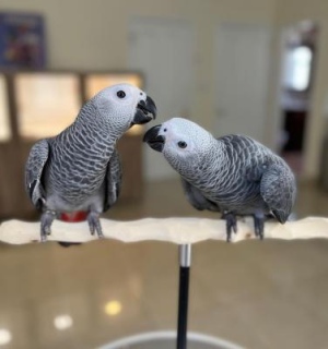  African Grey Parrots Please Contact us By Whatsapp +447427712081 