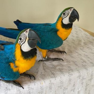 Blue and gold Macaw Parrots Please Contact us By Whatsapp +447427712081