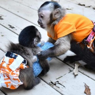 Capuchin Monkey Please Contact us By Whatsapp +447427712081 