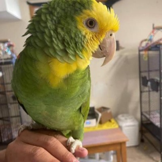 Amazon parrots Available Please Contact us By Whatsapp +447427712081