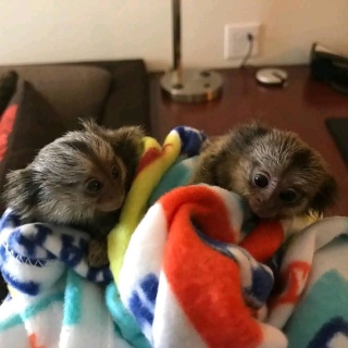 cutes Marmosets ready to go WHATSAPP: +97152 916 1892