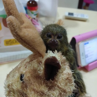 Marmoset monkeys for great homes WHATSAPP: +97152 916 1892