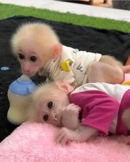 Cute Capuchin Monkeys for Sale  WHATSAPP: +97152 916 1892