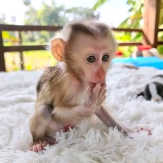 Nice Capuchin Monkeys for sale  WHATSAPP: +97152 916 1892