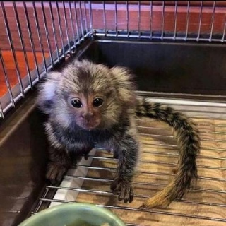  Marmoset Monkeys for sale WHATSAPP: +97152 916 1892