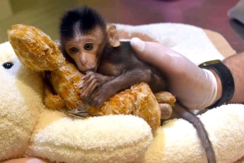 Adorable Capuchin Monkeys  WHATSAPP: +97152 916 1892