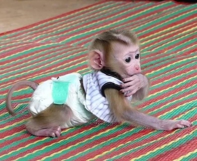  Capuchin monkeys for Adoption  WHATSAPP: +97152 916 1892