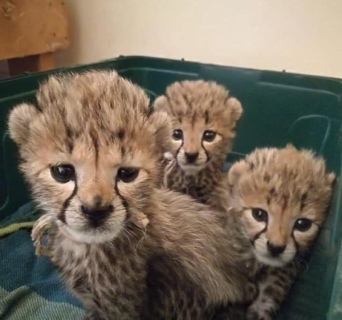 BUY CHEETAH CUBS  WHATSAPP: +97152 916 1892