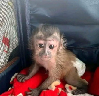 TWIN CAPUCHIN MONKEYS READY  WHATSAPP: +97152 916 1892