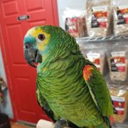 Amazon Parrot