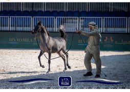 شيخه مهره عربية اصيله Shaikha show filly