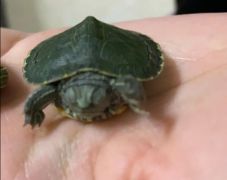 Female Red-eared slider