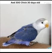  African love birds, chicks home bred from AED 75 to 350