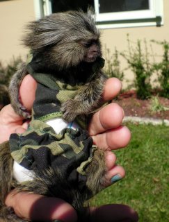 Home Raised Marmoset Monkeys For sale