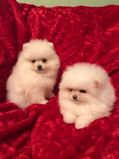 Pomeranian puppies for sale