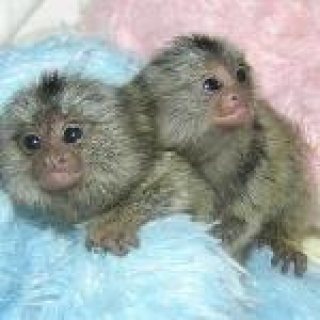 Marmoset  Monkeys For sale