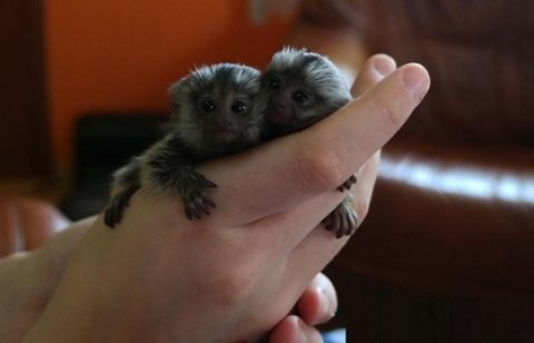 Hand Raised Male and Female Marmoset Monkeys