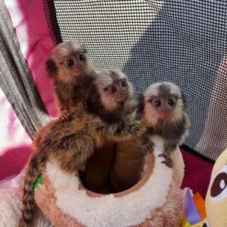 Adorable Marmoset Monkeys For Rehoming