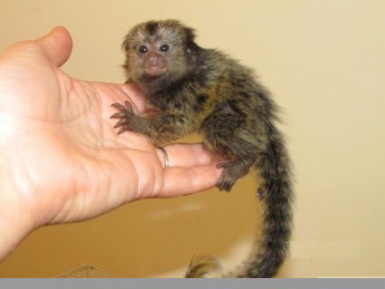 Lovely Finger Marmoset Monkeys available 