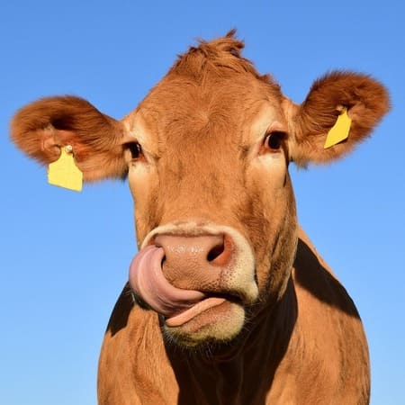 Livestock and Cattle