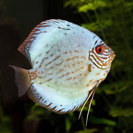 Ornamental Fish