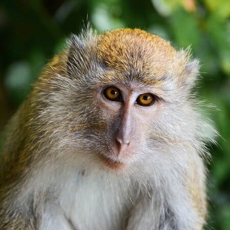 Monkeys