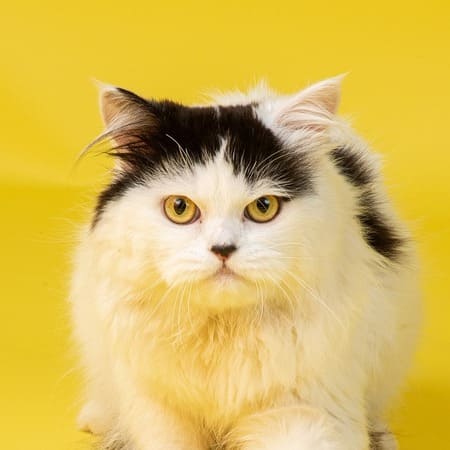 Cats for Adoption