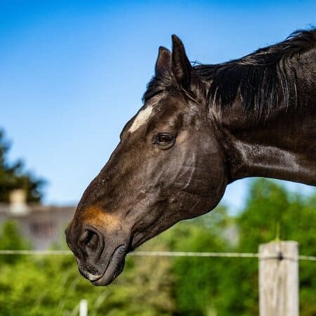 Horses