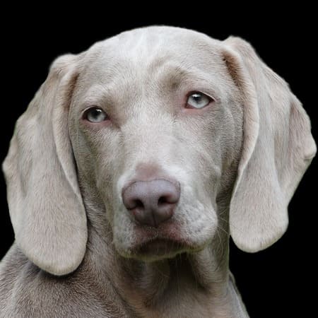 Dogs for Adoption