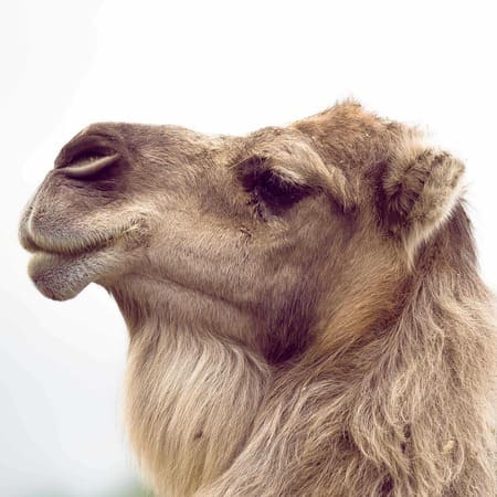 Camels