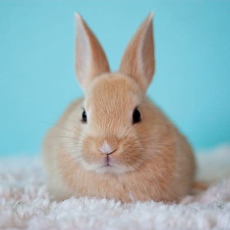 Rabbits and Rodents
